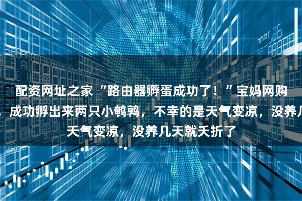 配资网址之家 “路由器孵蛋成功了！”宝妈网购10枚鹌鹑蛋，成功孵出来两只小鹌鹑，不幸的是天气变凉，没养几天就夭折了